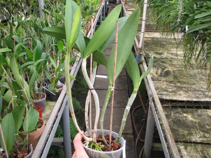 (Brassavola digbyana x Rhyncholaeliocattleya Young Kong) 'ORCHIS'.JPG