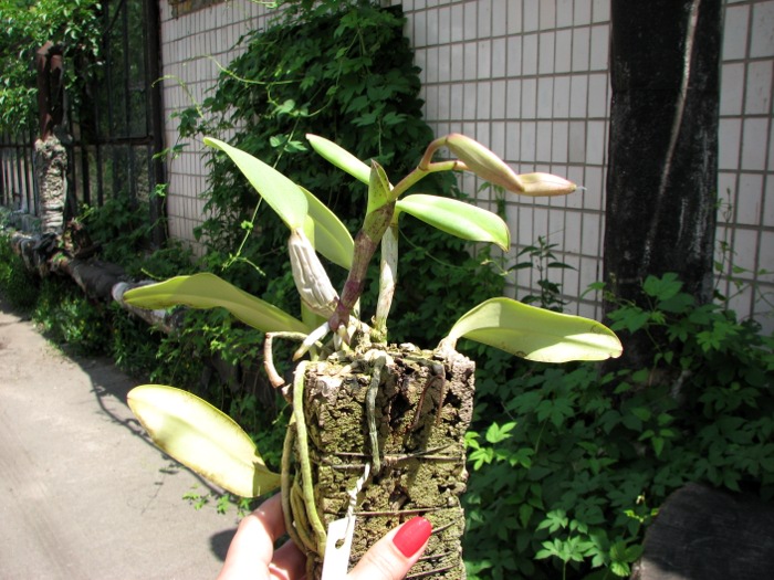 Cattleya walkeriana.JPG