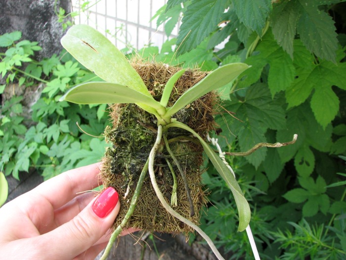 Aerangis articulata.JPG