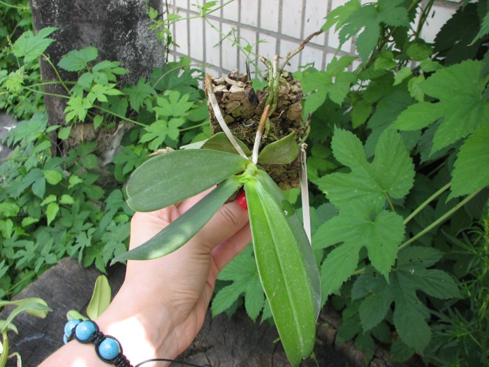 Aerangis articulata.JPG