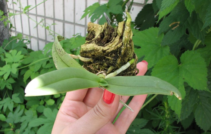 Amesiella monticola.JPG