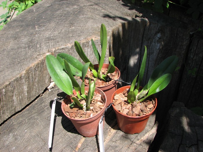 Brassolaeliocattleya Chief Canyon 'Double Bubble'.JPG