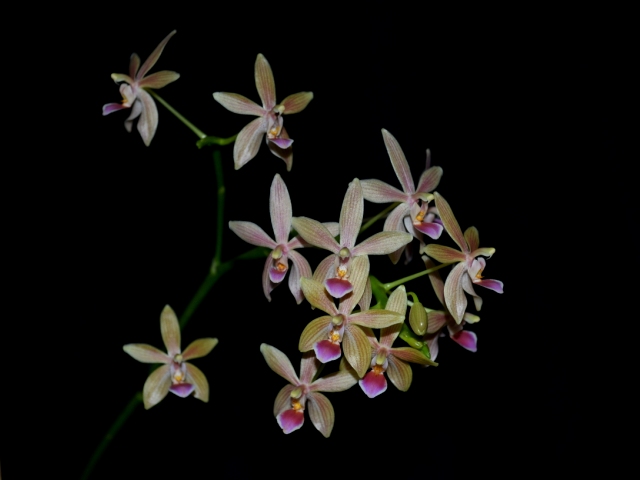 Phalaenopsis cornu-cervi x equestris