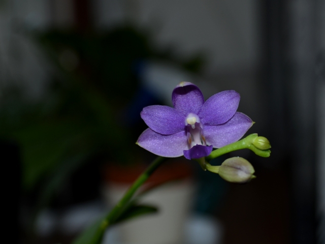 Dtps. Purple Martin "Dark Blue"