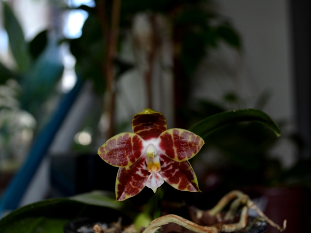 Phalaenopsis amboinensis 'Yung Ho' x Phalaenopsis venosa 'Dark Red'