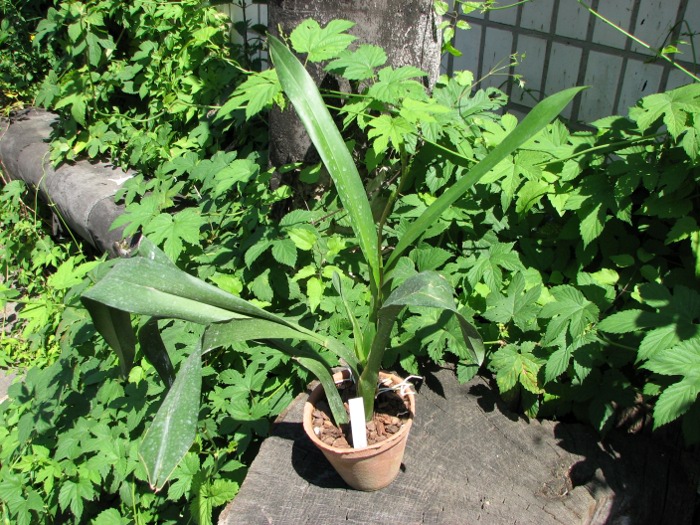 Aliceara Pacific Nova 'Butter Buds'.JPG