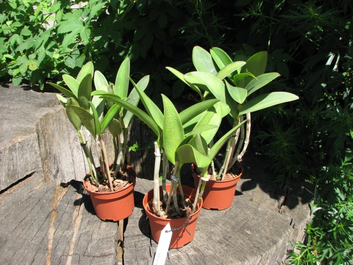 Cattleya Korat Spot.JPG