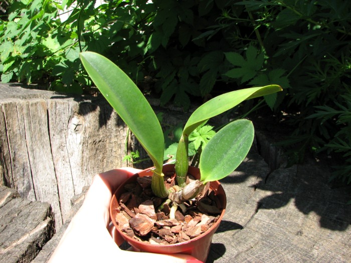 Laeliocattleya Memoria Hideyuki Goto 'Xiang Fei'.JPG