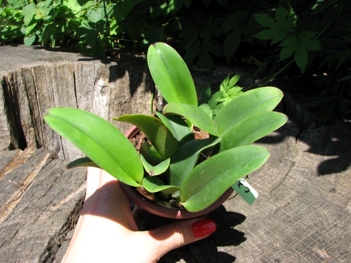 Cattlianthe Doris and Byron 'Christmas Rose'.JPG