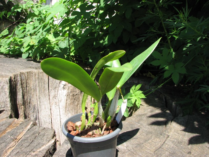Laeliocattleya Chian-Tzy Angiekoh 'Four Season'.JPG