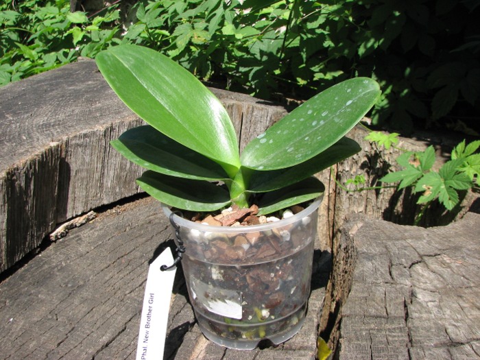 Phalaenopsis New Brother Girl.JPG