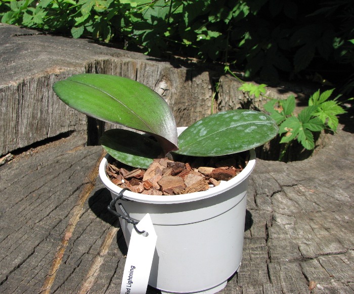 Phalaenopsis Red Lightning.JPG