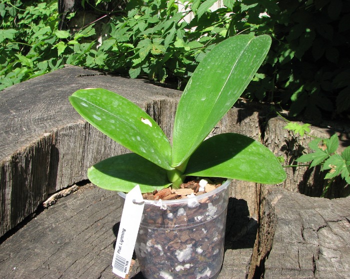 Phalaenopsis Lightning.JPG