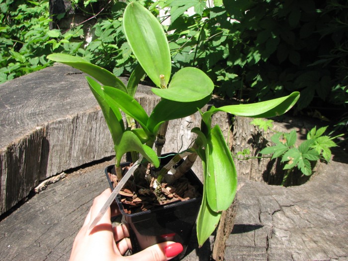 Dendrobium Kultana Fancy.JPG