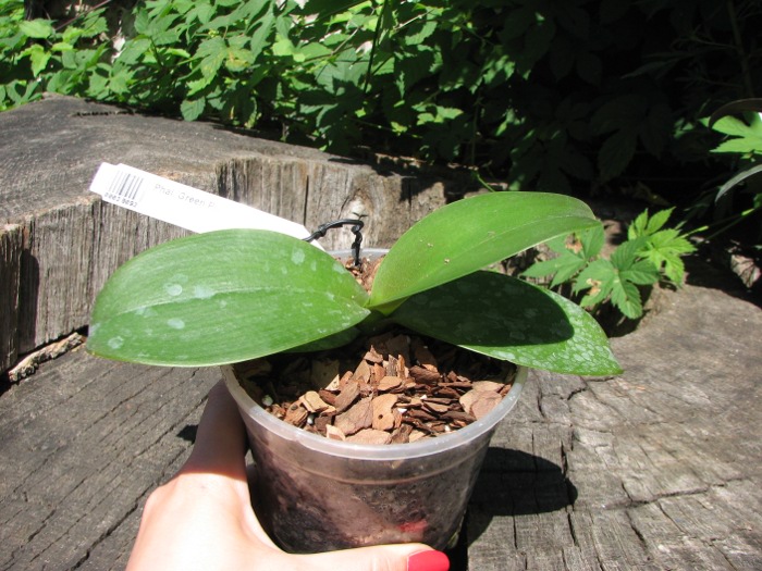 Phalaenopsis Green Pixie.JPG