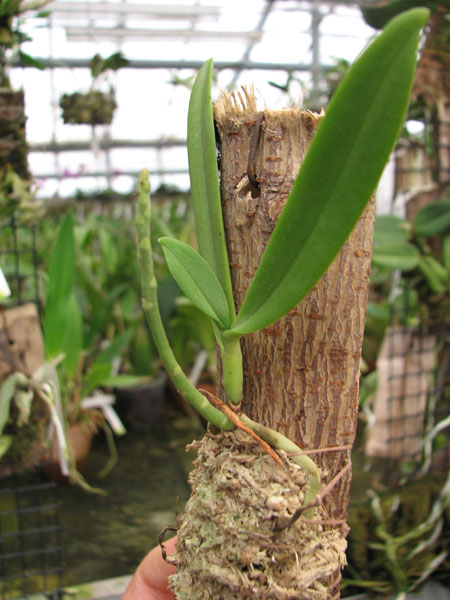 Dyakia hendersoniana.jpg