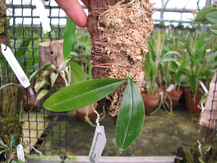 Phalaenopsis deliciosa var hookeriana 'Yellow'.jpg