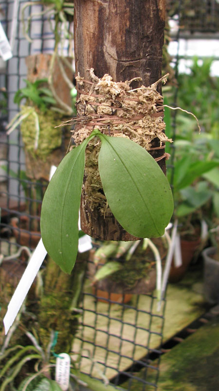 Phalaenopsis appendiculata.jpg
