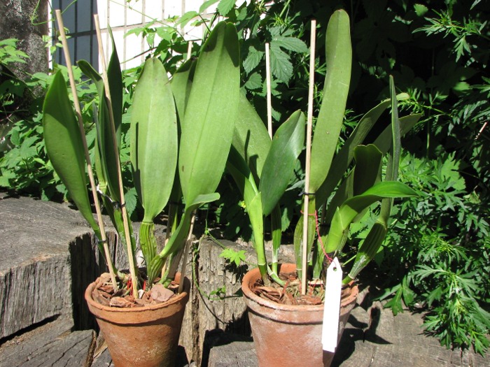 Cattleya White Diamond.JPG