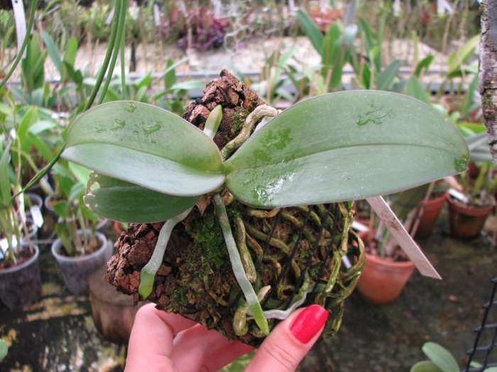 Phalaenopsis Mini Mark.JPG