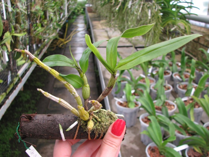 Dendrobium cariniferum.JPG