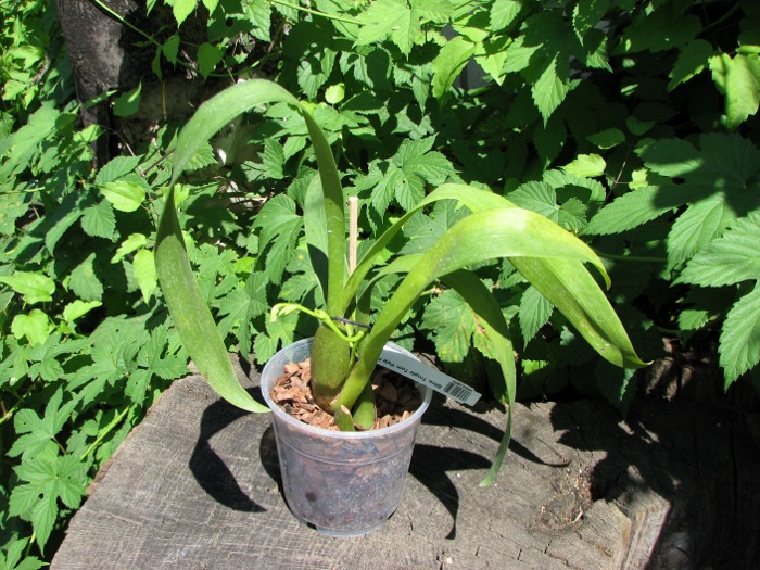Beallara Tropic Tom 'Pale Face'.JPG