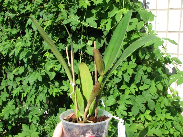Cattleya jenmanii orlata 'Pacaraima' x SELF.JPG