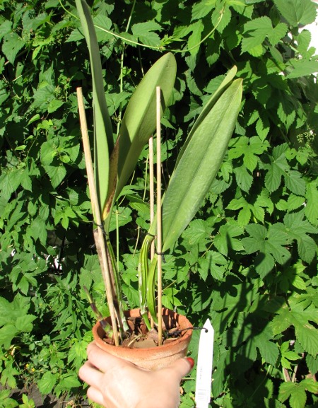 Cattleya mendelii.JPG