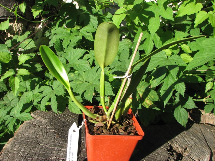 Cattleya lueddemanniana concolor (clara) x self.JPG