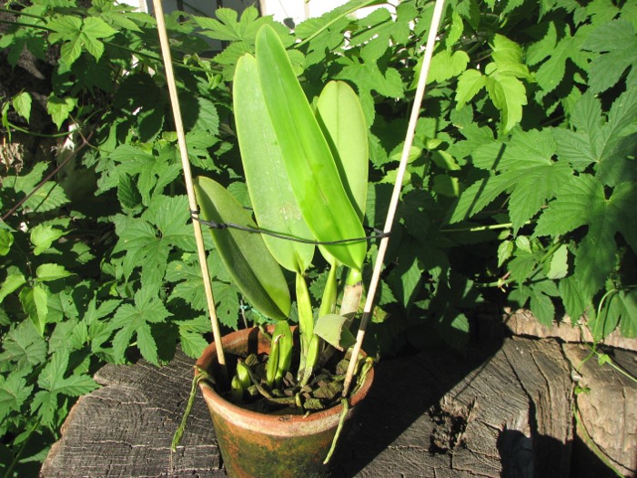 Cattleya labiata semi alba 'Garganta Escura' x Cattleya labiata semi alba sanguinea 'Paccione'.JPG