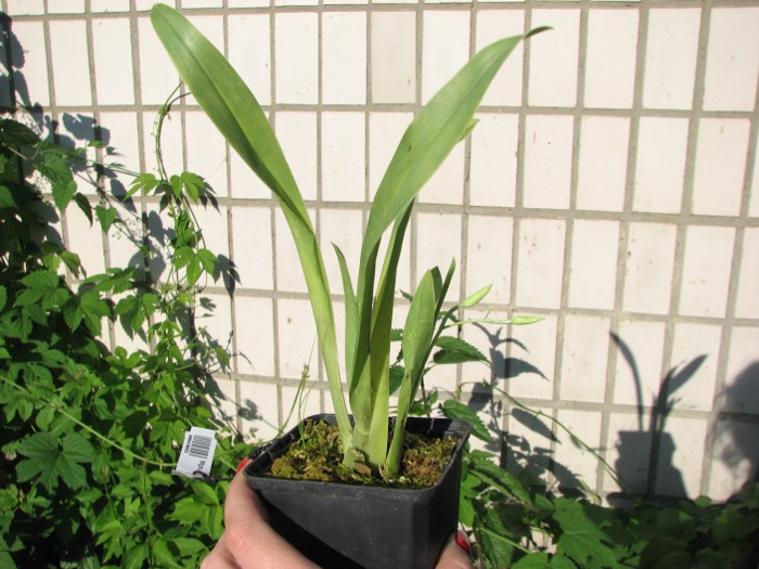 Miltoniopsis vexillaria leucoglossa.JPG