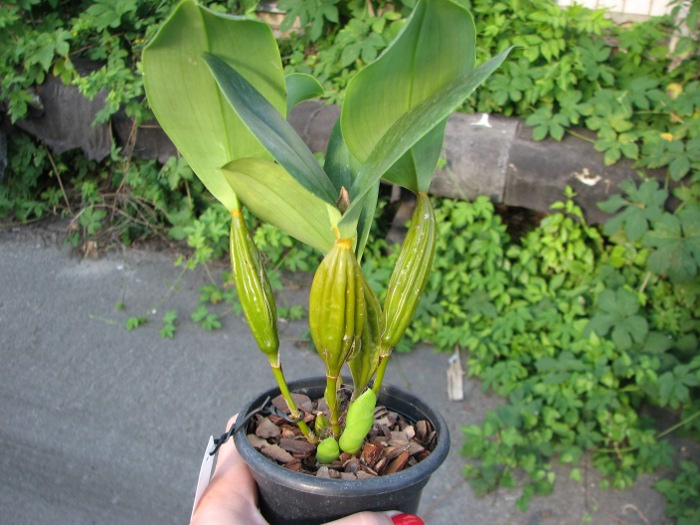 Dendrobium forbesii.JPG
