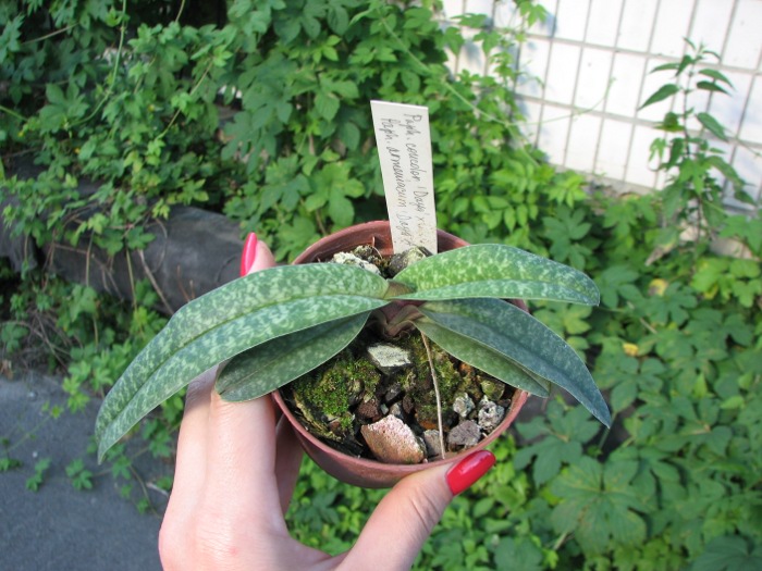 Paphiopedilum concolor 'Daya' x Paphiopedilum armeniacum 'Daya A'.JPG