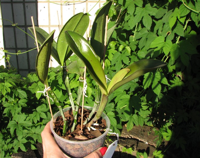 Cattleya violacea.JPG