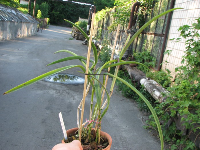 Laeliocattleya Plum Perfection x Brassavola perrinii.JPG