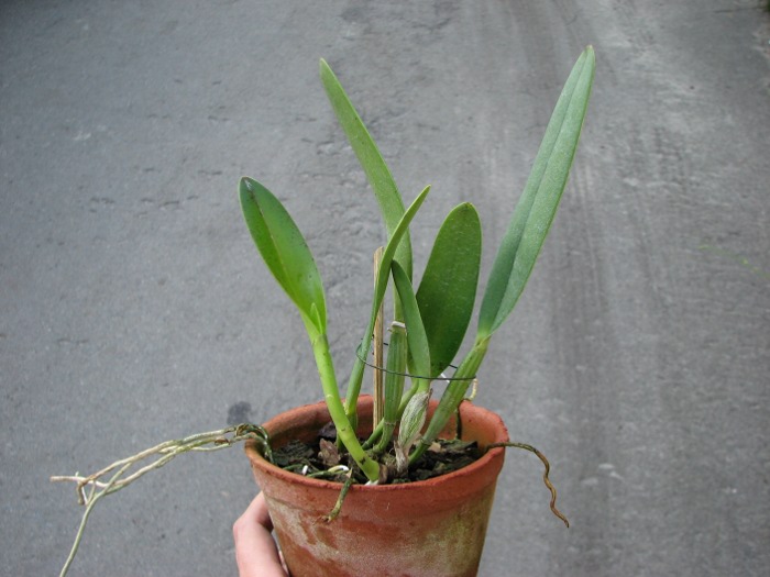 Cattleya eldorado tipo XXX x Cattleya eldorado rubra.JPG