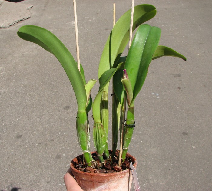 Brassolaeliocattleya Lucky Strike 'Mangkorn'.JPG