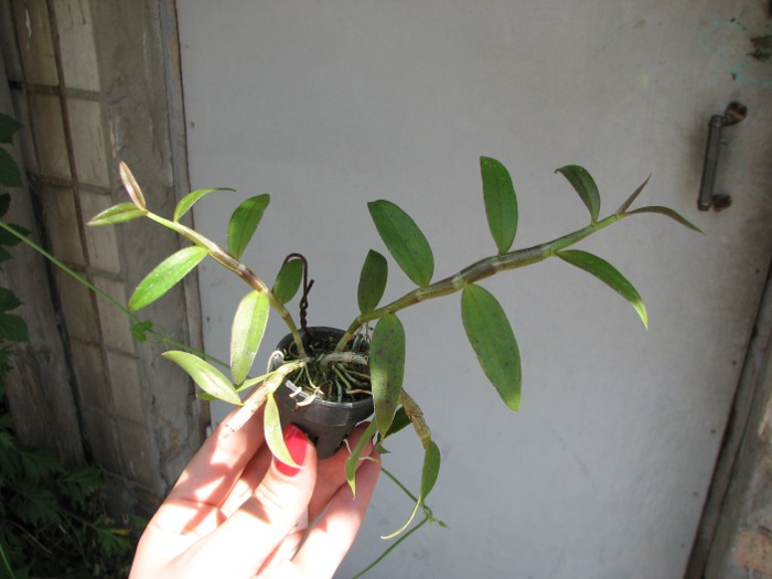 Dendrobium aphyllum.JPG