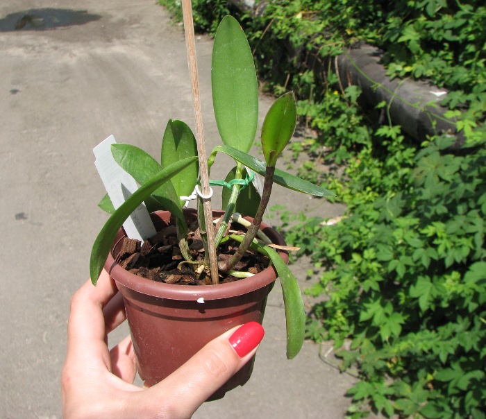 Cattleya Little Seagull.JPG
