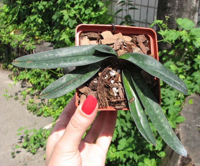 Paphiopedilum leucochilum.JPG