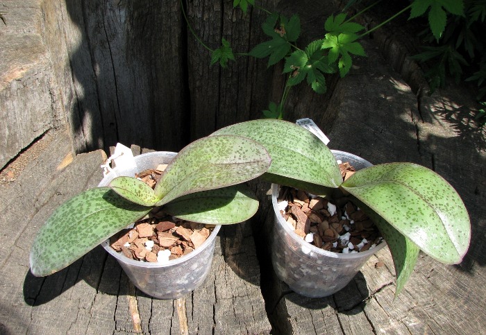 Phalaenopsis Cassandra (equestris x stuartiana).JPG