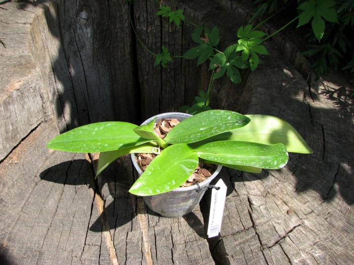Phalaenopsis cornu-cervi x equestris.JPG