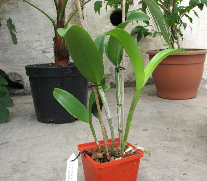 Cattlianthe Sagarik Wax 'Dark Africa' (Cattleya Summerland Girl x Cattlianthe Chocolate Drop).JPG