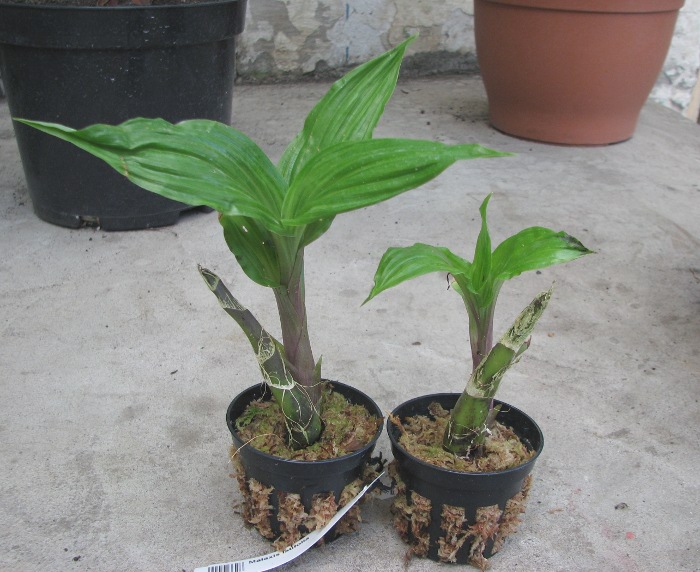 Malaxis latifolia.JPG