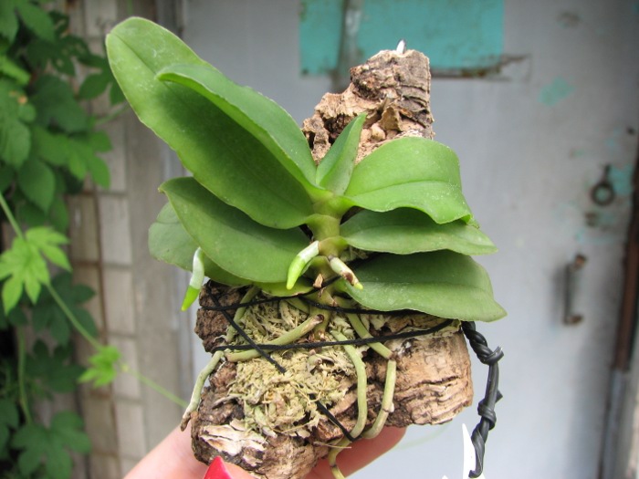 Gastrochilus japonicus.JPG