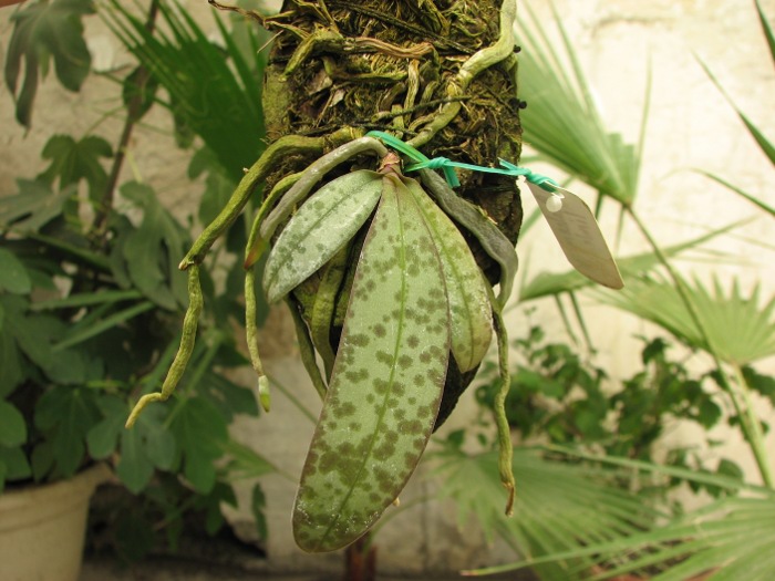 Phalaenopsis lindenii.JPG