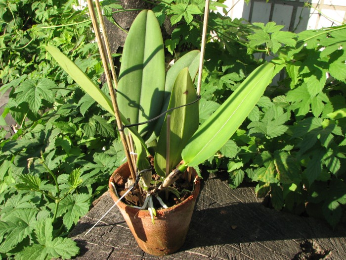 Cattleya labiata coerulensis.JPG