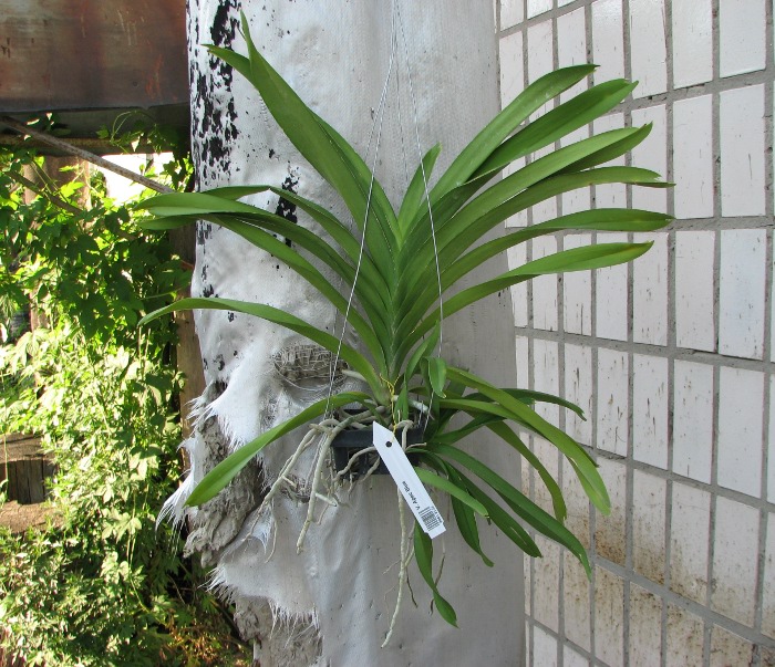 Vanda Apec Blue.JPG