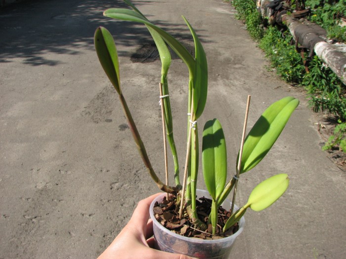 Cattleya lueddemanniana tipo 'Royal Flash' x Cattleya lueddemanniana tipo 'Drago'.JPG