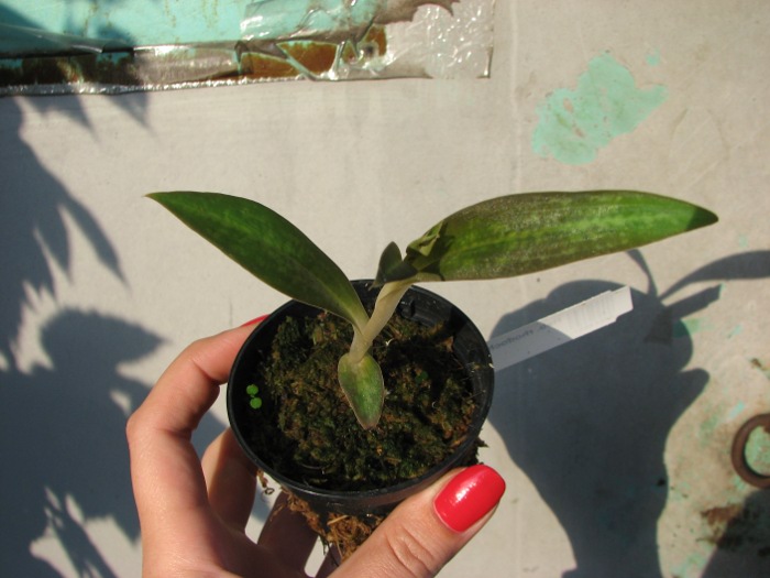 Habenaria rhodocheila 'Pink'.JPG